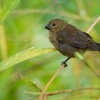 Knezik promenlivy - Sporophila corvina - Black (Variable) Seedeater o2116